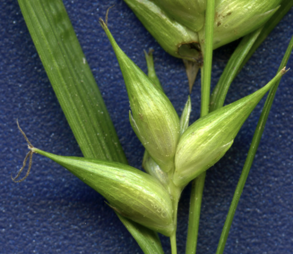 Carex L. (sedge)