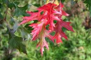 Quercus coccinea (scarlet oak)