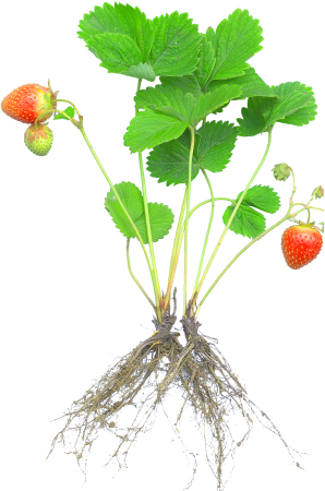 Fragaria ×ananassa (strawberry)