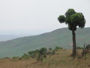 Cussonia paniculata (cabbage tree, mountain cabbage tree)