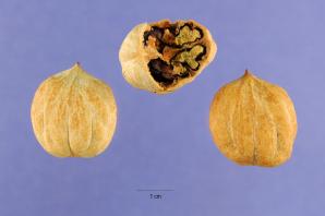 Carya glabra (pignut hickory)