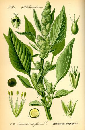 Amaranthus retroflexus (pigweed)